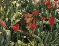 Sandie jardine dans les tulipes!