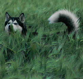 Osseau le Malalute